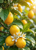 Lemon Blossom Soy Wax Melts